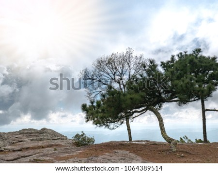 Landscape Nature with sky and large clouds background, it's have the rocky cliffs on a high hill with pine trees. Natural clean background with free space for use.