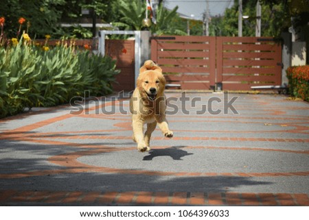 Golden Retriever Dog Running Happily Royalty-Free Stock Photo #1064396033