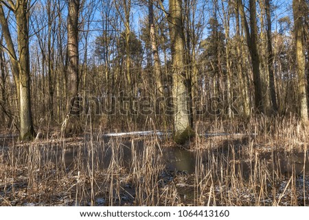 Frozen swamp in Kampinos National Park - Poland