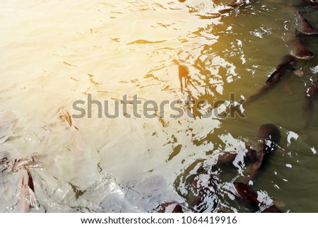 Snake fish in lake with flare