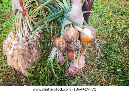 Fresh ripe yellow onion and garlic with roots and leaves in human hands. Harvesting process on organic vegetable farm. Seasonal rural work.  Royalty-Free Stock Photo #1064419991