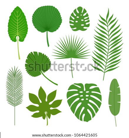 Set of tropical leaves isolated on white background. Vector illustration. Royalty-Free Stock Photo #1064421605