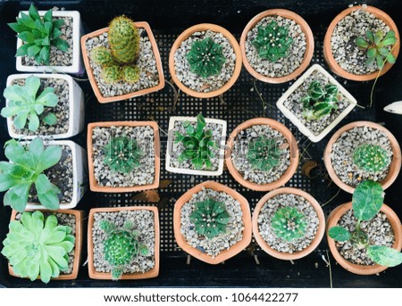 Many cactus in white and orange pots with space for your text and design. Concept be used for background, type of cactus and cactus business. Blur picture.