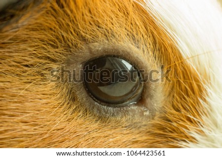 A large beautiful eye of a redheaded brown rodent gazes out the window
