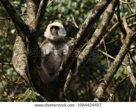 Close up picture of a big grey langur monkey. Photo taken in the Langtang National Park, Nepal.