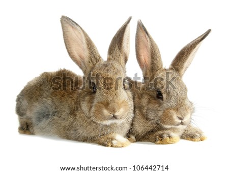 Two rabbits bunnies isolated on white