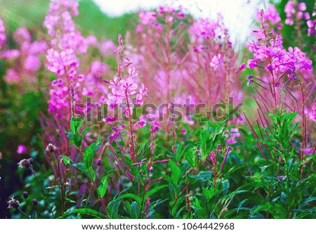 Pink wildflowers in the contour light. Summer landscape.
