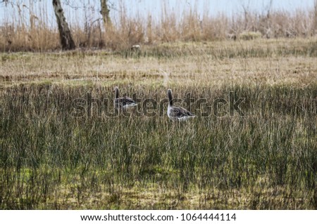  couple greylag goose (Anser anser) in swamp