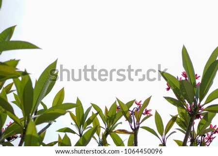 ?beautiful green leaf adn pink flower and background  bright blue sky