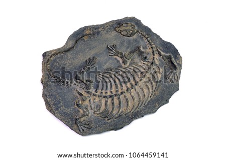 Fossil : Dinosaur fossil (Keichousaurus hui fossil) isolated on white background