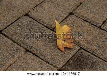 Yellow autumn leave isolated on textured paving bricks image with copy space for background use