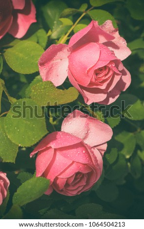 Garden with fresh pink roses, floral natural hipster vintage background