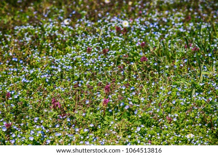 Summer grass field with flowers, abstract background concept, soft focus
