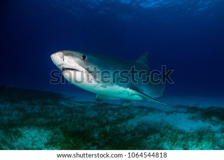 Tiger shark Bahamas