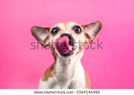 Licking cute dog on pink background. Hungry face. Want delicious pet food. Tasty lanch time Royalty-Free Stock Photo #1064546486