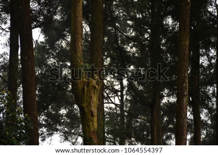 High Cypress tree forest