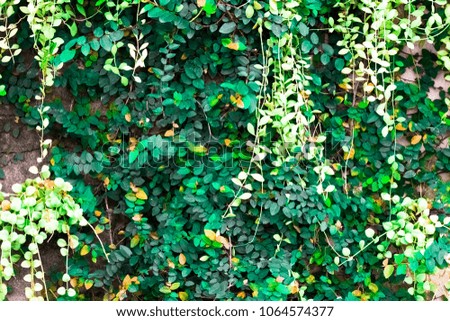 Creative green leaf  pattern and texture design with  background banner