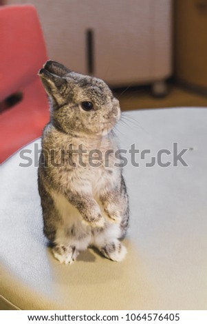 Netherland Dwarf is the name of one species, the dwarf rabbit. As the smallest rabbit species, one of the world's , soft focus , blurred.