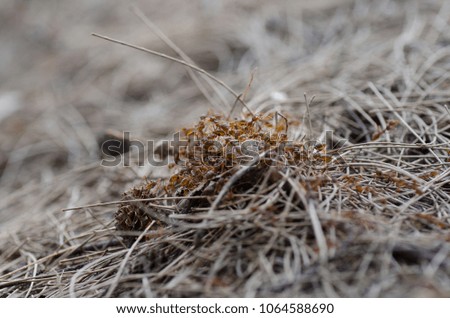A picture of weaver ants grouping to take food back home