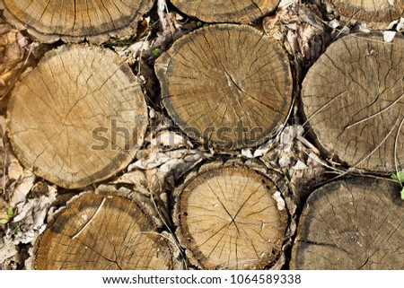 Vintage cracked wooden background texture. Old dry tree stumps
