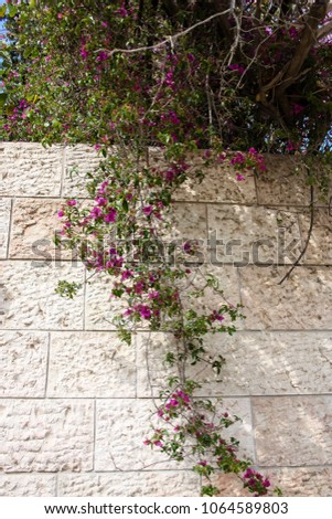 closeup of a tree in Jerusalem city