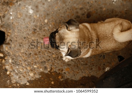 picture from above of a small, cute, playful pug dog puppy running on the street 