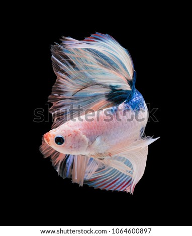 closeup white beautiful small siam betta fish with black isolate background