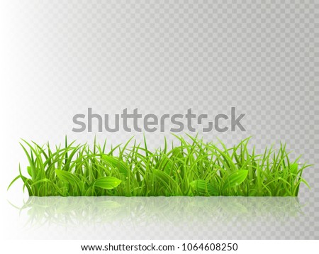 Beautiful realistic detailed fresh green grass, isolated on transparent background. Spring or summer object ready to use. EPS 10 vector file