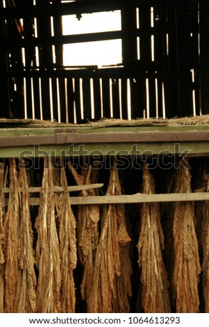 tobacco leaves barn