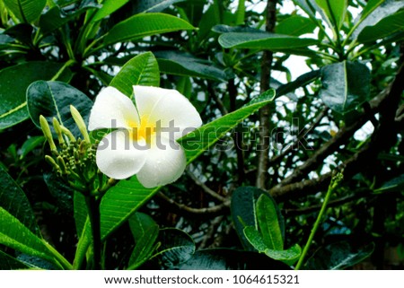 White Plumeria with yellow pollen and green leaf in rainy day.
