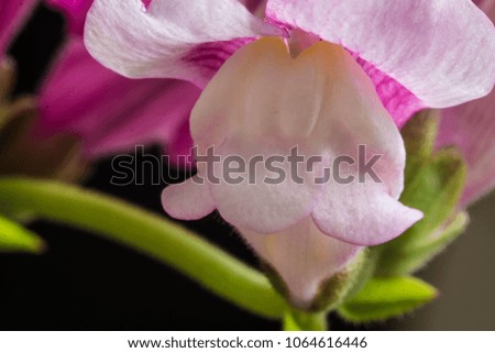 antirrhinum majus, wild common snapdragon flowers