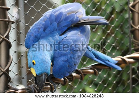 blue macaw at forests 