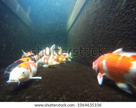 Koi Carp,Group of Japanese fish underwater in Koi Pond with Oxygen bubbles in background.