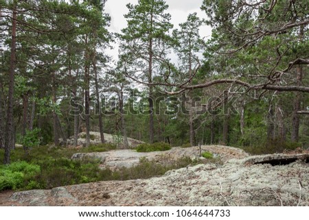 Pathway through pine forest growing on gray rocks. Swedish northern nature background. Beautiful stone ground overgrown with white dry moss and lichen. The picture was taken in Tyresta national park. 