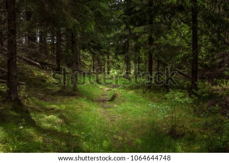 A footpath in a green forest in the summer, in Sweden Scandinavia. Beautiful trail among green pines. The picture was taken in Tyresta national park. Swedish northern nature background. Royalty-Free Stock Photo #1064644748