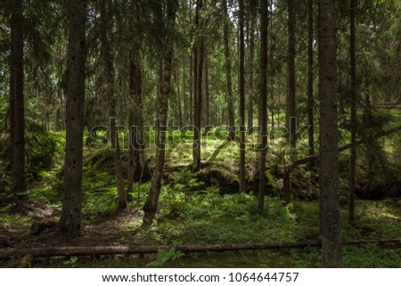 View on a green forest in the summer, in Sweden Scandinavia. Beautiful sunlight among green tall pines. The picture was taken in Tyresta national park. Swedish northern nature background.