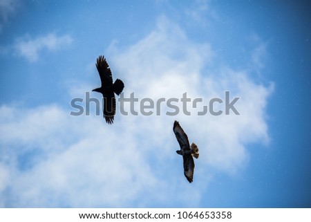 Buzzard and Raven flying side-by-side