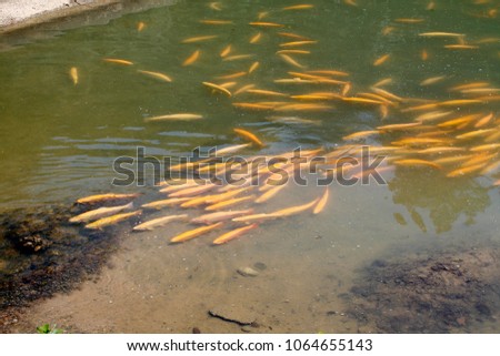 Golden trout in the pond