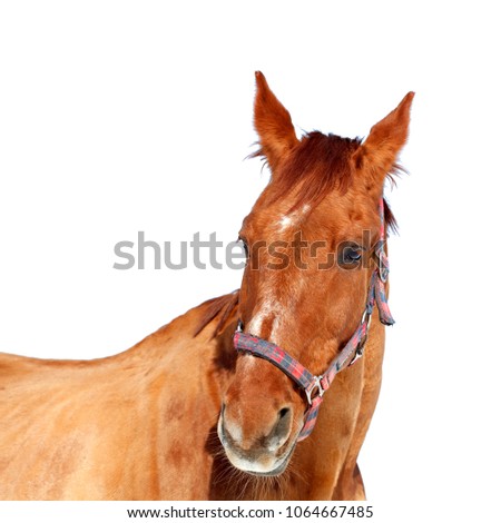 Horse close-up, brown color, isolated on white background