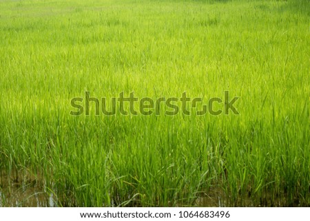 Beautiful abstract view of young paddy plants, View of paddy fields.