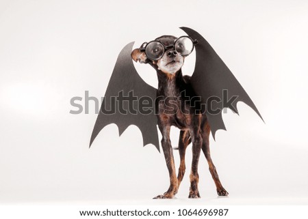 The dog is wearing glasses. Black wings are dressed in a dog. Suit with wings for animals. Professor of black magic. A vampire with wings.