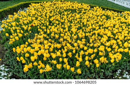 Yellow Tulips bring with spring