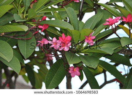 the pink plumeria flowers