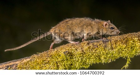 Strong Wild Brown rat (Rattus norvegicus) turning on log at night. High speed photography image