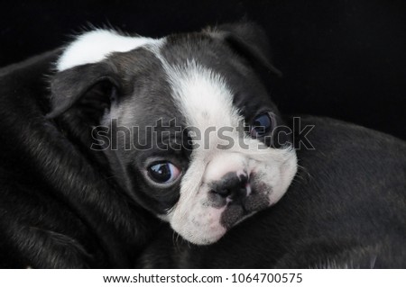 The cutest Boston Terrier puppy look. Newborn dog face heart melting huge eyes