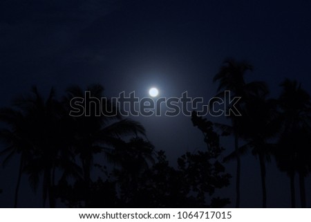Moon light shining over the palm trees.