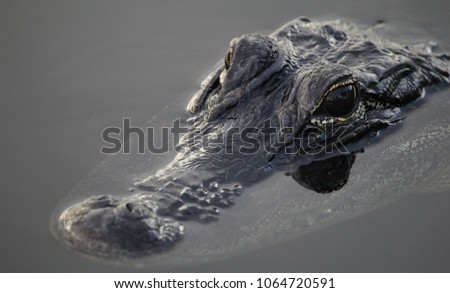 Florida alligator eyes