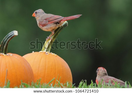 Northern Cardinal feed on Sunflower seeds laid on yellow pumpkins.  As photographed in Saint Louis, Missouri, USA.  Representative of the season (Halloween) in combination with wild bird beauty. 