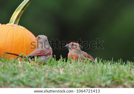 Northern Cardinal feed on Sunflower seeds laid on yellow pumpkins.  As photographed in Saint Louis, Missouri, USA.  Representative of the season (Halloween) in combination with wild bird beauty. 