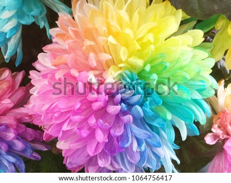 Colorful rainbow  chrysanthemum flower background